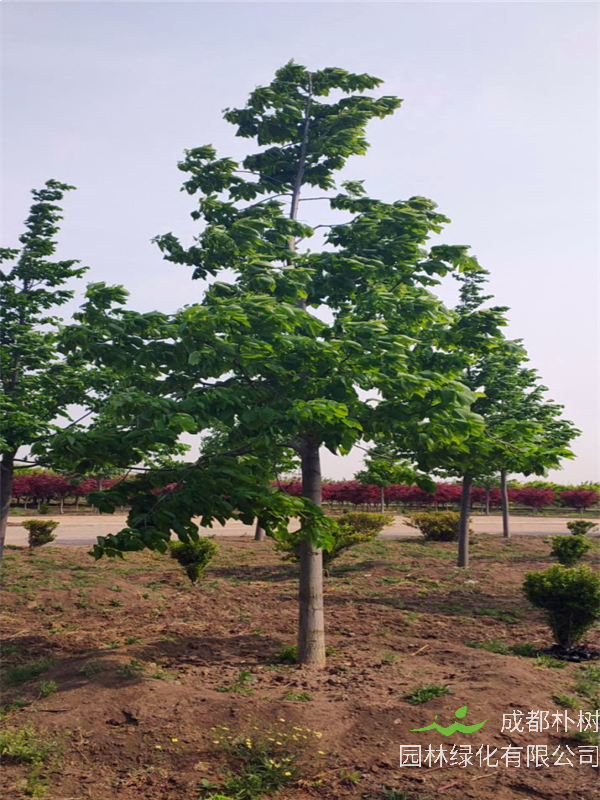 椴树的功效与作用有哪些？