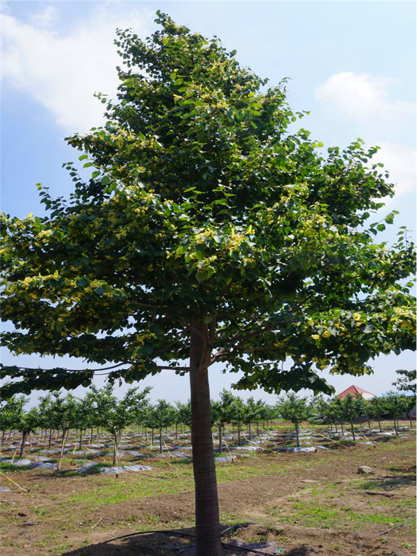 椴树怎么样？什么是椴树？