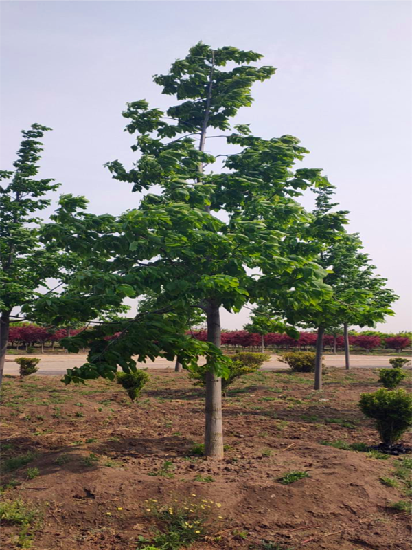 椴树的功效与作用有哪些？