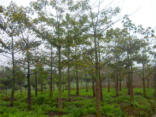 木棉花的特点是什么？木棉花有什么功效？木棉花象征什么？