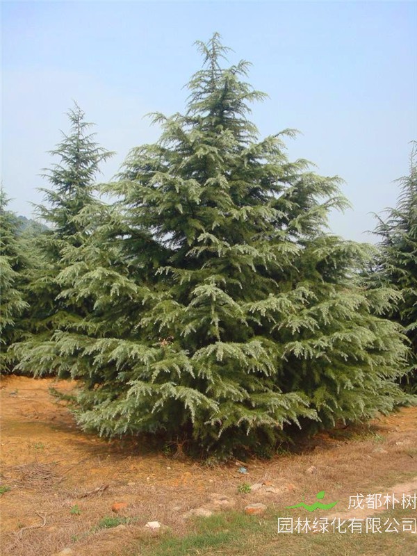 雪松如何种植？雪松如何养？