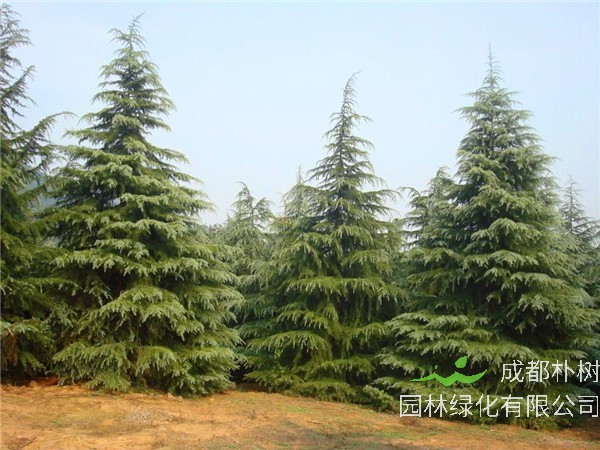 雪松有哪些特点？雪松怎么管理？