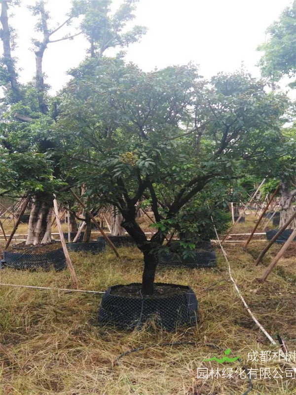 水蒲桃怎么种？水蒲桃怎么样？