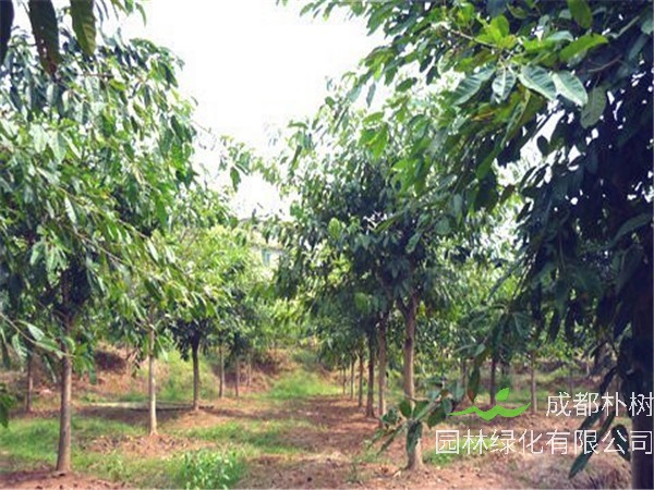 黄葛树怎么样？