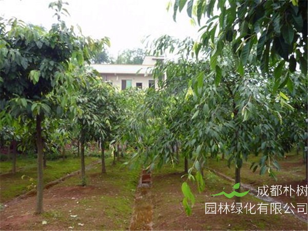 黄葛树的功效与作用是什么？黄桷树和黄葛树的区别是什么？