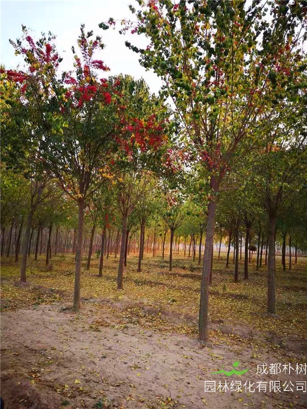 丝棉木是什么？丝棉木有哪些种类？