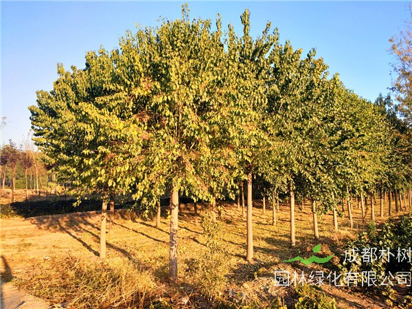 丝棉木的功效与作用是什么？丝棉木与国槐哪个前景好？