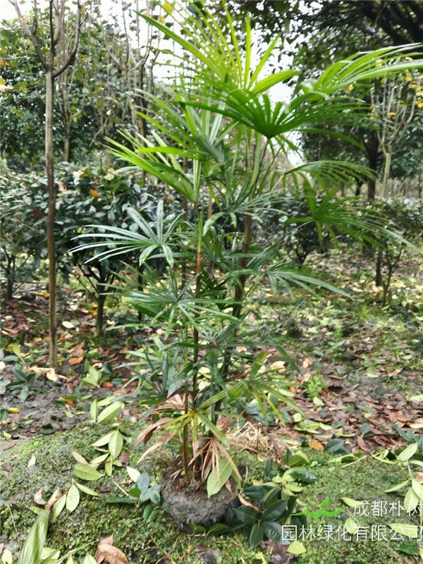 棕竹如何修剪？棕竹如何换盆？