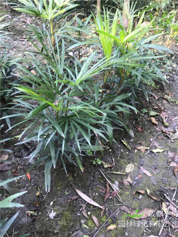 棕竹多久开花?棕竹和玉竹哪个好?