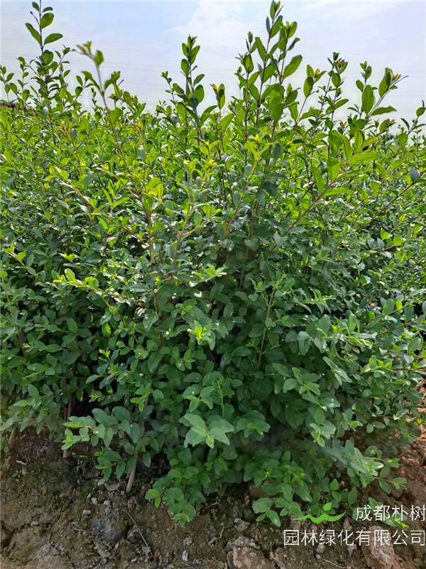 小叶女贞怎么样？