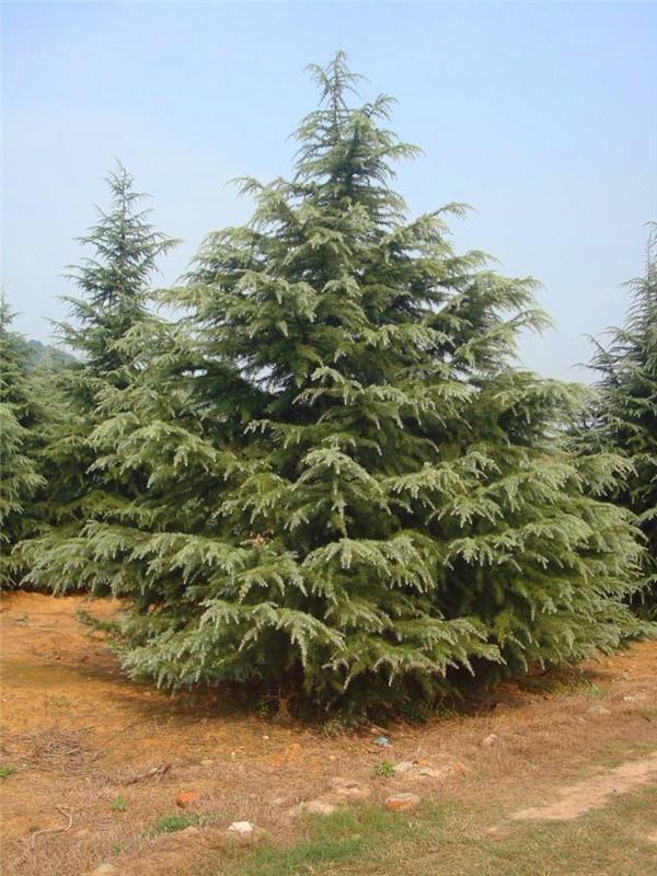 雪松如何种植？雪松如何养？