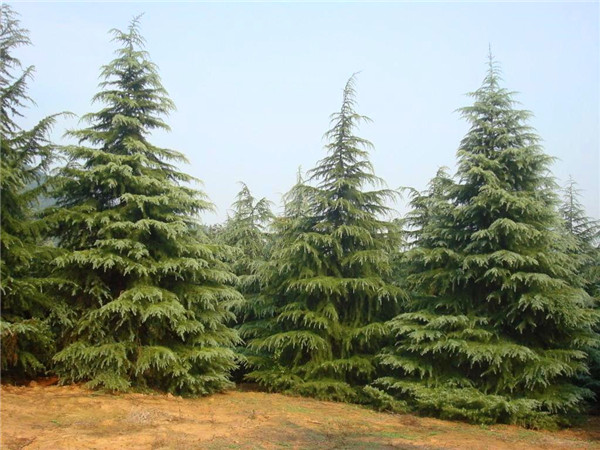 雪松有哪些特点？雪松怎么管理？