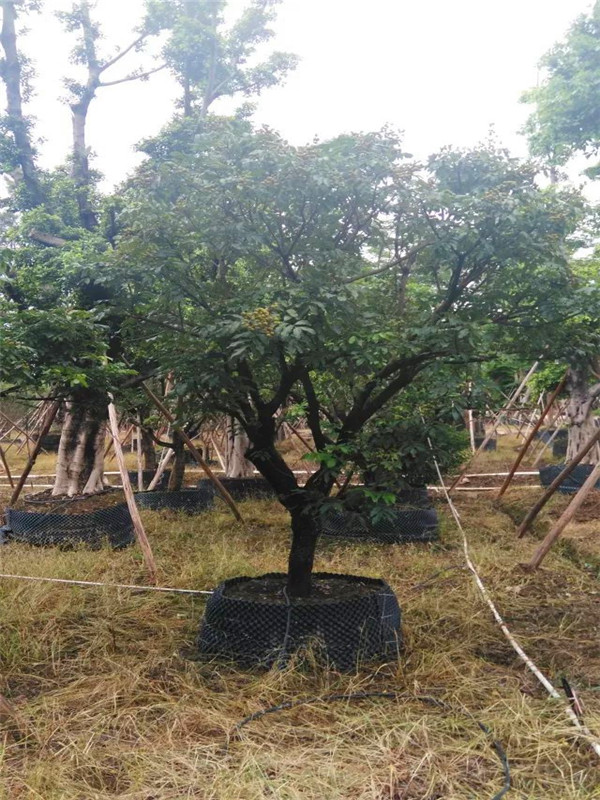 水蒲桃怎么种？水蒲桃怎么样？