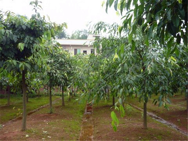 黄葛树的功效与作用是什么？黄桷树和黄葛树的区别是什么？