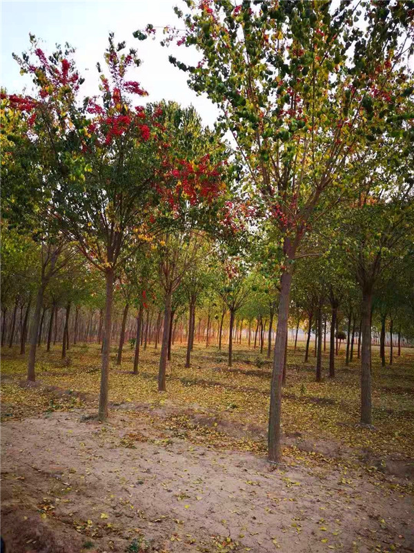 丝棉木是什么？丝棉木有哪些种类？