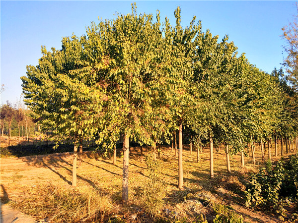 丝棉木的功效与作用是什么？丝棉木与国槐哪个前景好？