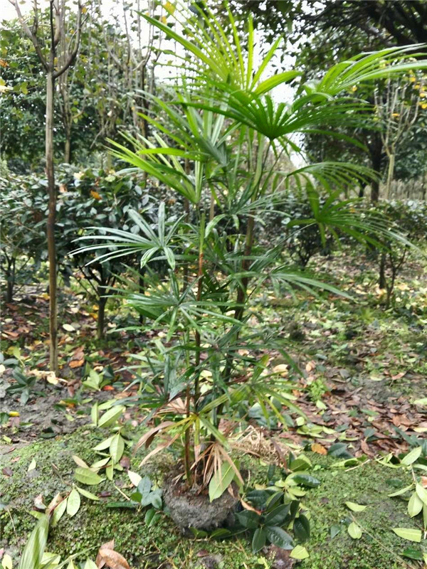 棕竹如何修剪？棕竹如何换盆？