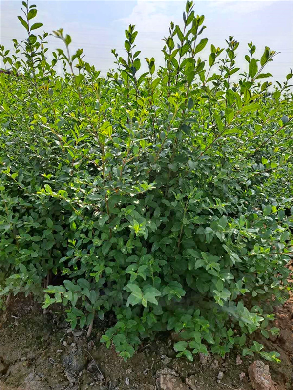 小叶女贞怎么样？