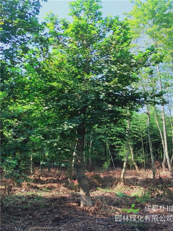 枫香树怎么种？枫香树怎么养护？