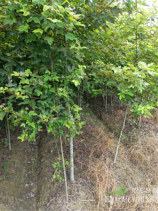 枫香树怎么样？