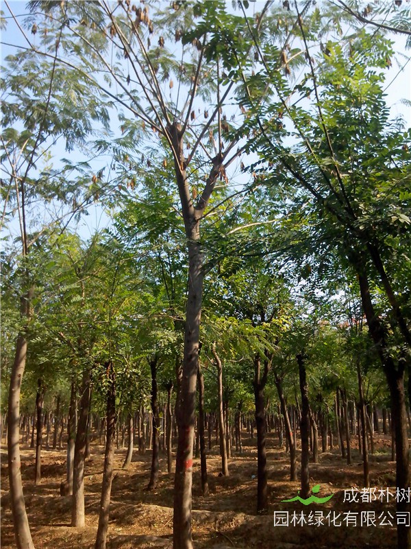 合欢树如何种植？合欢树如何管理？