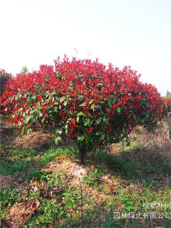 如何分辨石楠树品种？