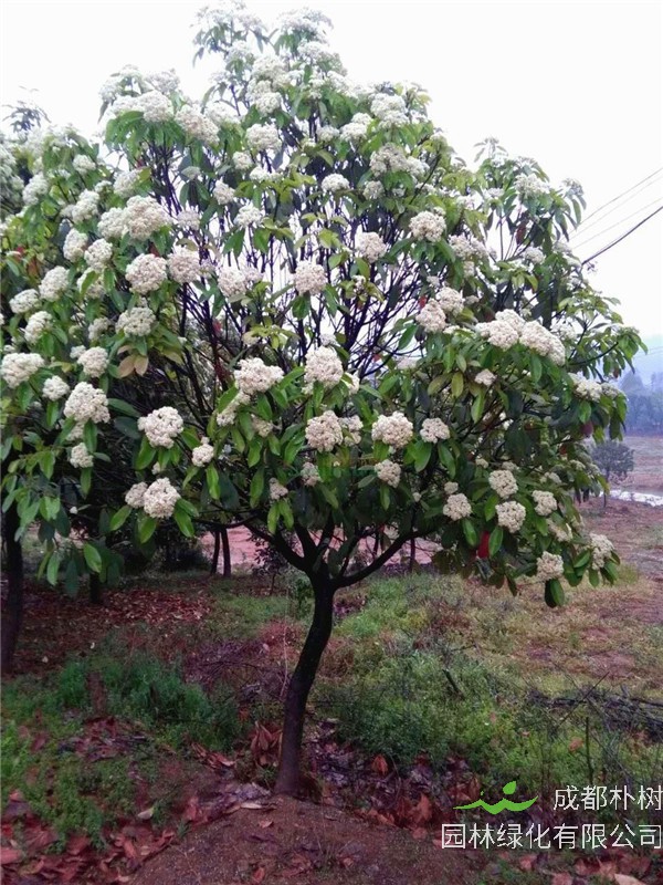 石楠树有什么用途？石楠树怎么样？