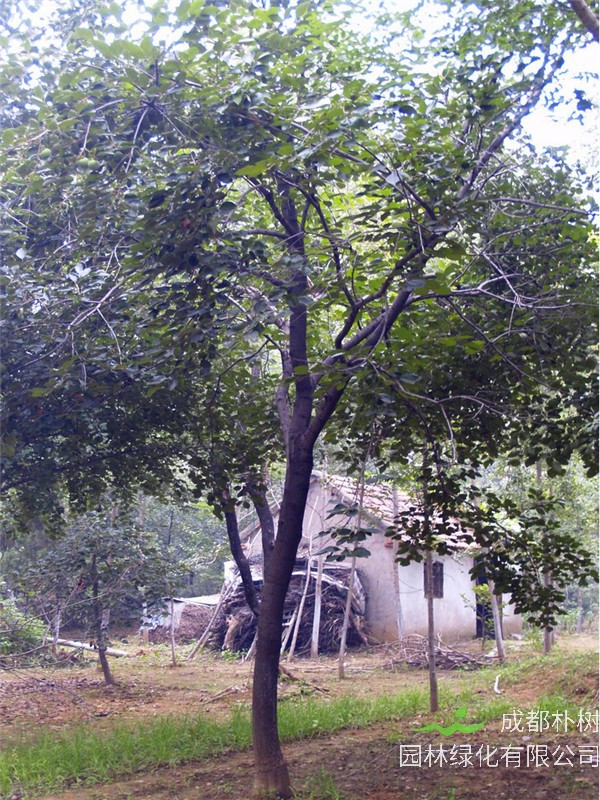 如何盆栽柿子树？盆栽柿子树如何养护？