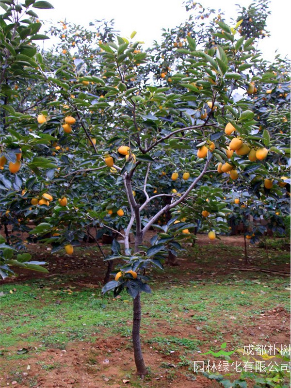 柿子树如何管理？柿子树如何种植？