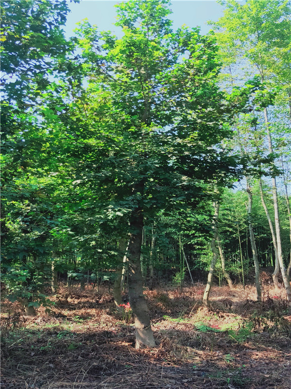 枫香树怎么种？枫香树怎么养护？