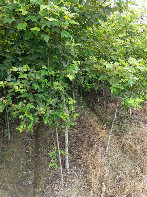 枫香树怎么样？