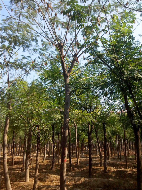 合欢树如何种植？合欢树如何管理？