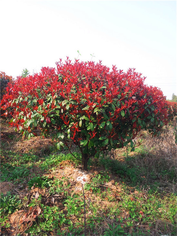 如何分辨石楠树品种？