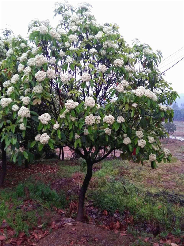 石楠树有什么用途？石楠树怎么样？