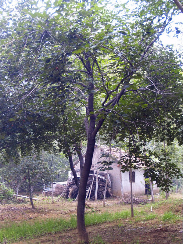 如何盆栽柿子树？盆栽柿子树如何养护？