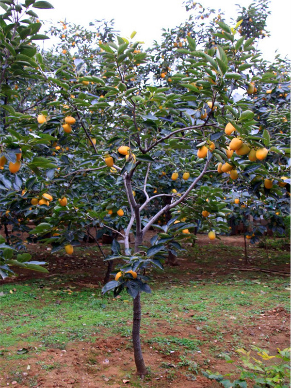 柿子树如何管理？柿子树如何种植？