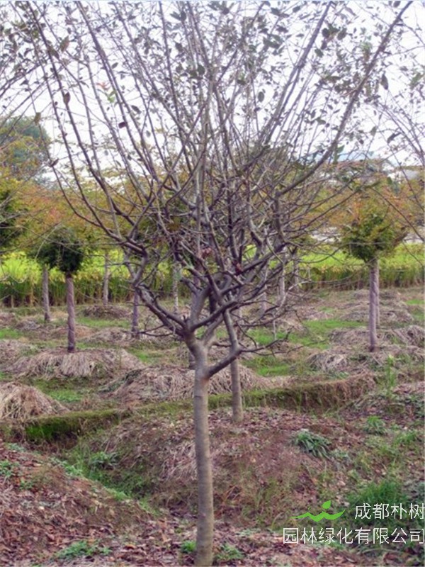 垂丝海棠怎么样？