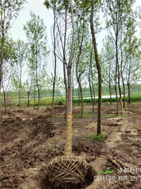 枫杨树有什么药物作用？枫杨树有什么用途？