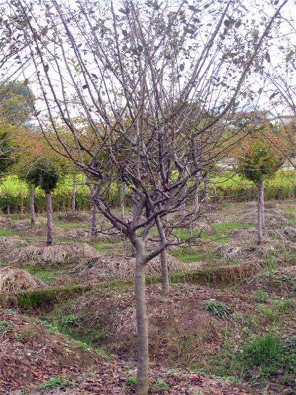 垂丝海棠怎么样？