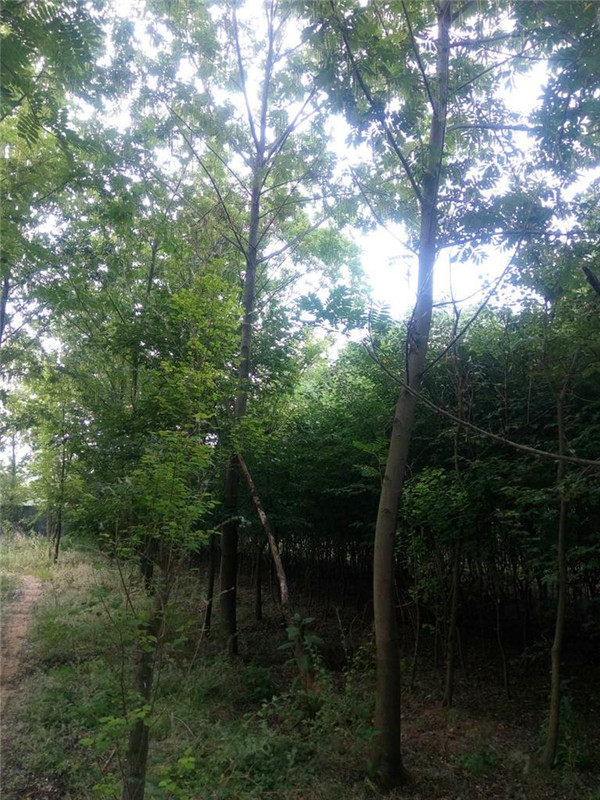 枫杨树怎么样？