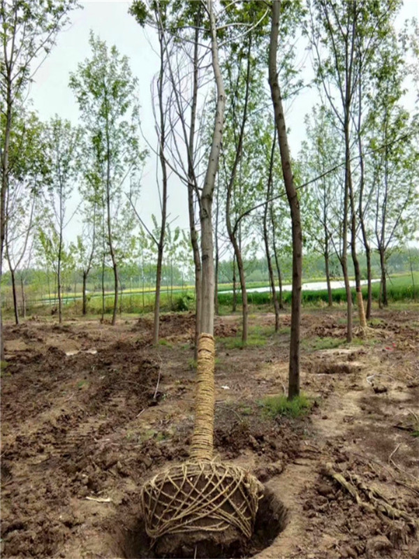 枫杨树有什么药物作用？枫杨树有什么用途？