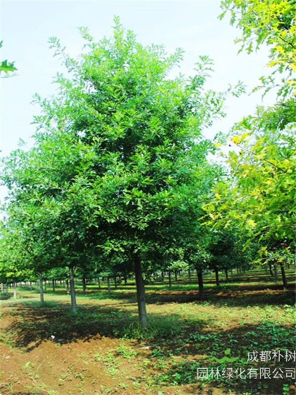 栎树的果实叫什么？栎树的皮有什么用？