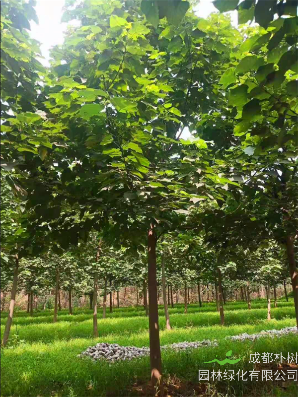 泡桐树的品种有哪些？