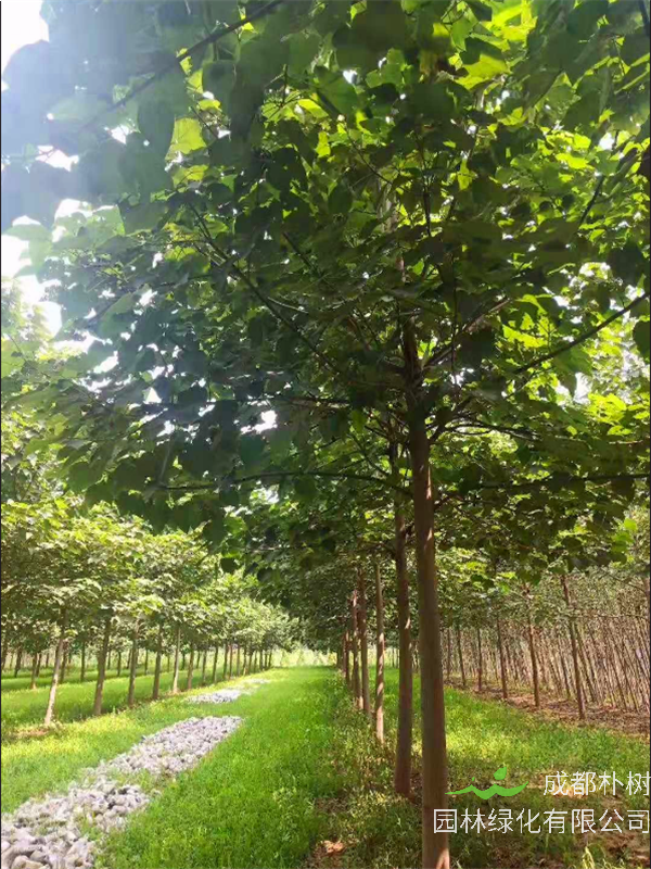 泡桐树怎么样？