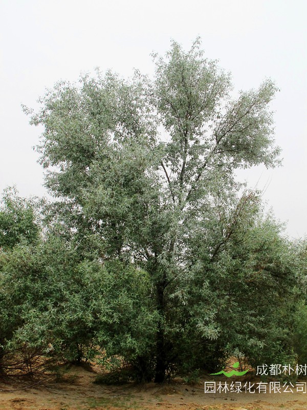 沙枣怎么种？沙枣如何管理？