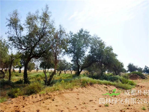 沙枣生长习性、产地分布、形态特征、主要价值是怎么样的？