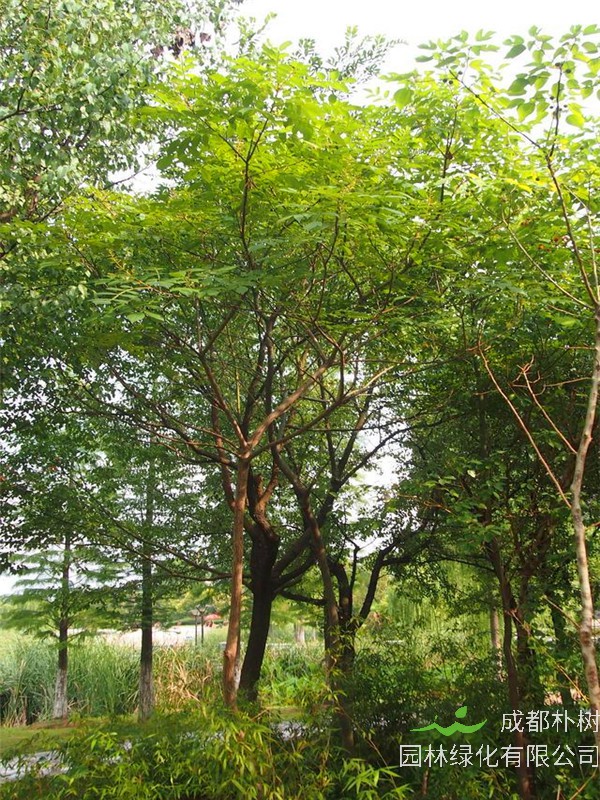 盐肤木怎么样？