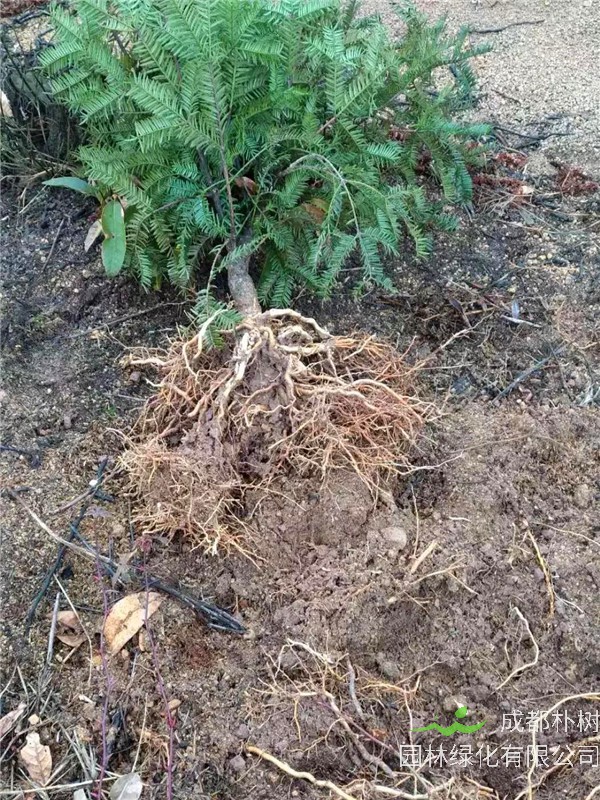 香榧树怎么样？