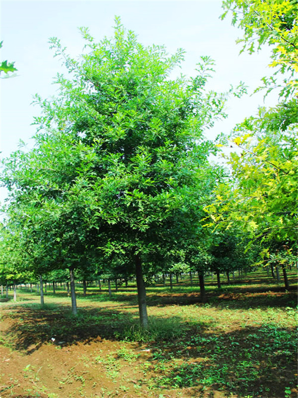 栎树的果实叫什么？栎树的皮有什么用？