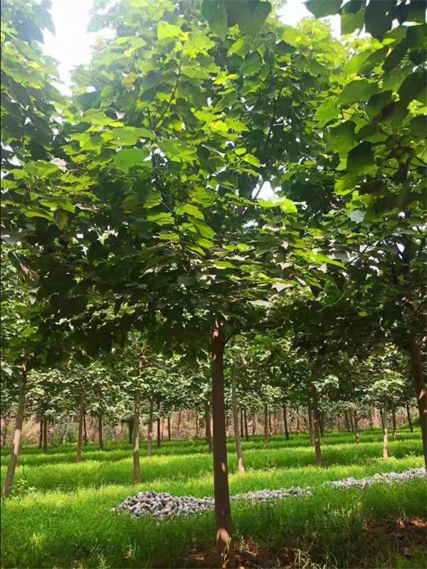 泡桐树的品种有哪些？